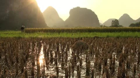 Beautiful sunset over rice fields and karst scenery in China Vídeos de archivo 11123947