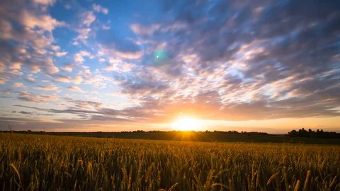 Beautiful sunset over rye field Stock Footage 76587574
