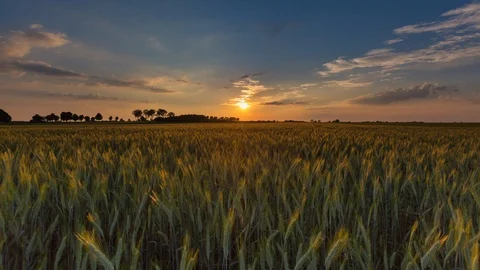 Beautiful sunset over rye field in Poland.  Stock Footage 90771783