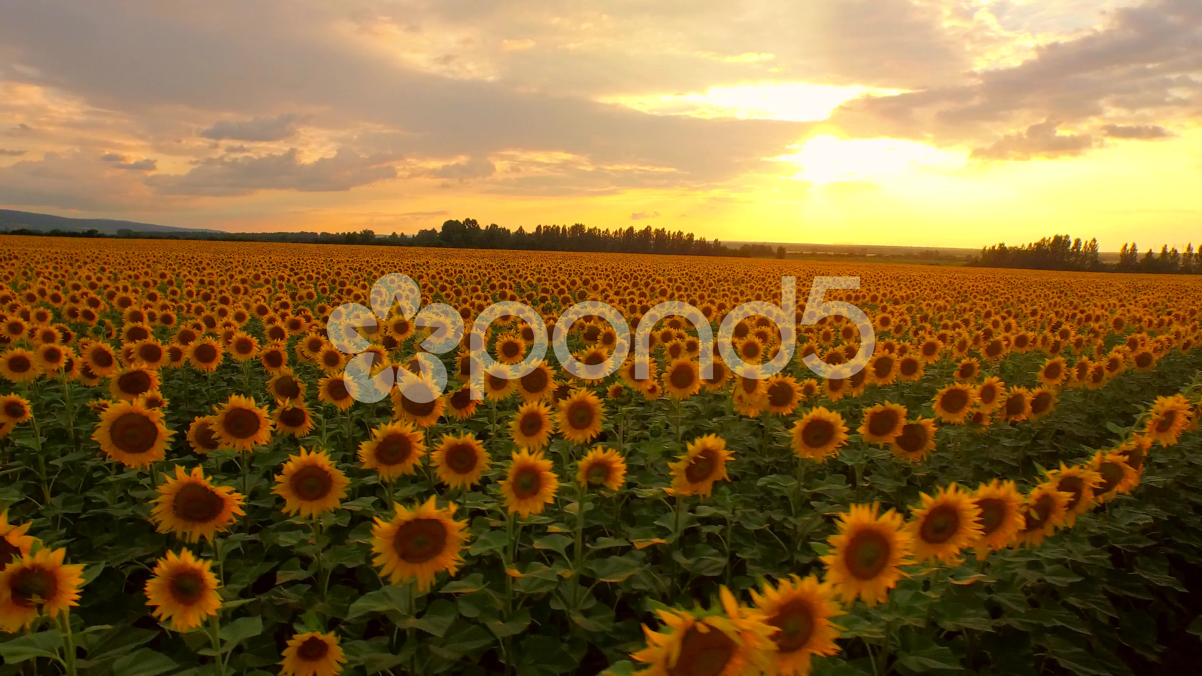 Beautiful Sunset Over Sunflower Field Ae Stock Video Pond5