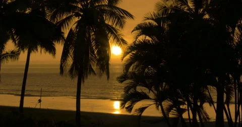Beautiful sunset with palm tree on the ocean beach. Stock Footage 132196329