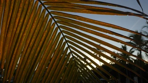 Beautiful sunset with palm tree on the ocean beach. Tropical sunset with palm Video stock 165991352