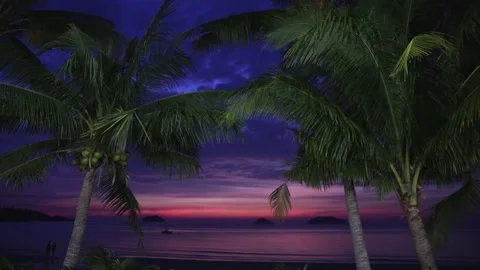 Beautiful sunset with palm tree on the ocean beach. Tropical sunset with palm Stock Footage 233565250