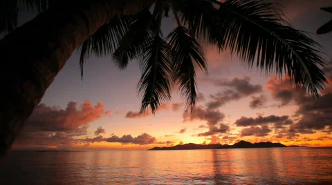 Beautiful sunset with palmtree Stock Footage 462500