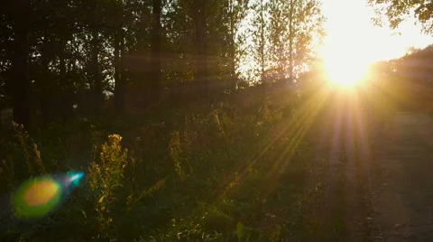 Beautiful Sunset On The Park Stock Footage 67178136