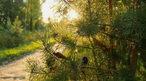 Beautiful Sunset On The Park Stock Footage 67178293