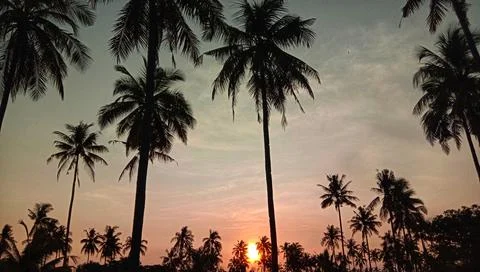 Beautiful Sunset Stock Photos