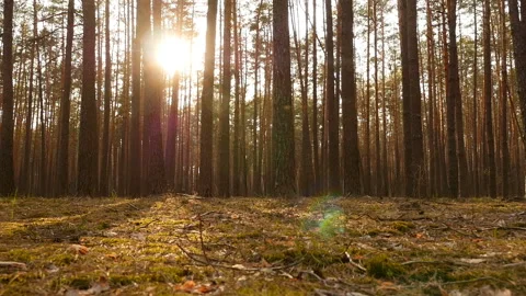 Beautiful sunset in a pine forest. Bright sun rays through the trees. The camera Stock Footage 119829500