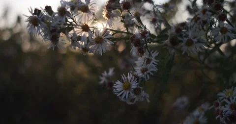 Beautiful sunset rays shines through the white wild flowers in the fields, 4k Stock Footage 142800006