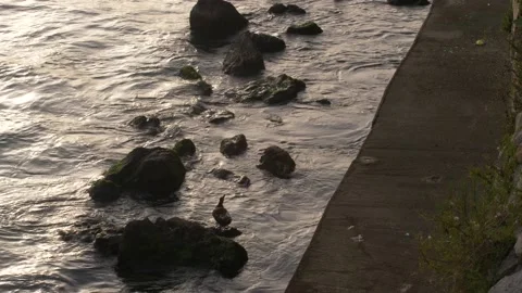 Beautiful sunset reflected on the sea. soft waves on Seashore. Slow motion 4K Stock Footage 220790160