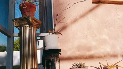 Beautiful Sunset Reflection on Pool with Patio Plants Stock Footage 295663910