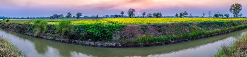 Beautiful sunset scene view at sunhemp flowers field (Crotalaria) Stock Photos
