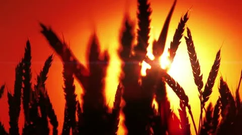 Beautiful Sunset Scene In Wheat. Stock Footage 21736136