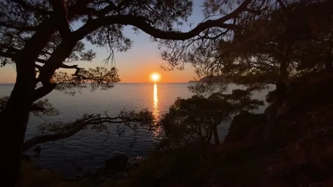 Beautiful sunset in the sea with pine trees Stock Footage