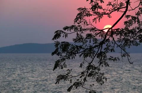 Beautiful sunset sky and tree silhouette background at sea.  Stock Photos