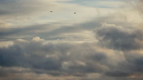 Beautiful sunset sky, clouds and seagulls Stock Footage 131737555