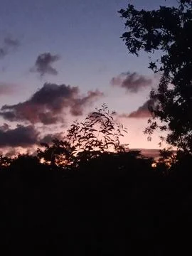 Beautiful sunset sky with dramatic clouds through silhouetted trees Stock Photos