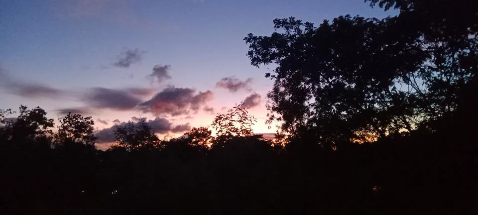 Beautiful sunset sky with dramatic clouds through silhouetted trees Stock Photos