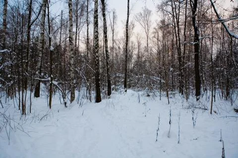 Beautiful sunset in the snowy winter park. Stock Photos
