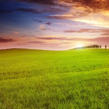 Beautiful sunset on spring field Fotos Stock