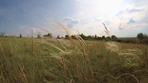 Beautiful sunset with stipa plant Stock Footage