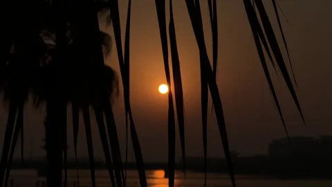 Beautiful Sunset Sun Disc Through Dark Silhouette of Palm Leaves. Concept o.. 스톡 동영상 347203205
