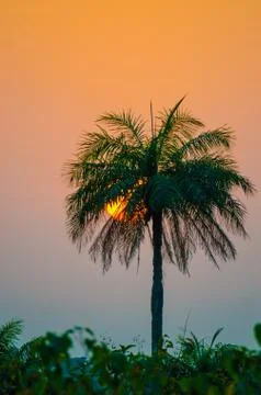 Beautiful sunset with sun going down in tall palm tree sticking out of forest Stock Photos