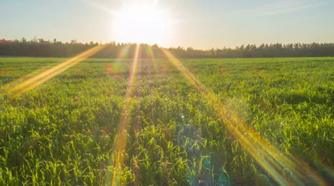 Beautiful sunset with sun rays in the field. Sunset Time Lapse. Stock Footage 63498892