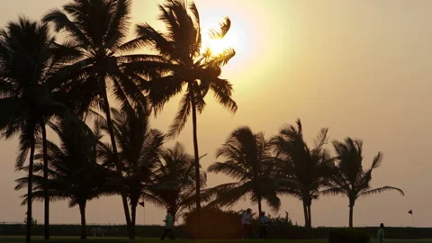 Beautiful sunset sun setting behind palm trees , Timelapse Video stock 88365423