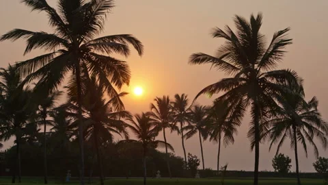 Beautiful sunset sun setting behind palm trees , Timelapse Video stock 88365454