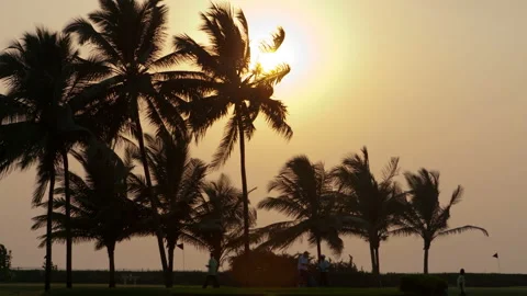 Beautiful sunset sun setting behind palm trees , Timelapse Video stock 88365458