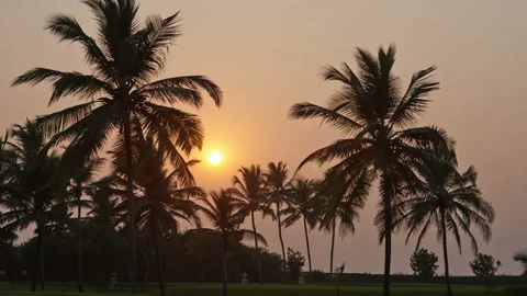 Beautiful sunset sun setting behind palm trees , Timelapse Video stock 88366348