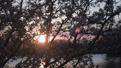 Beautiful sunset, sunset on the pond Stock Footage 241942217