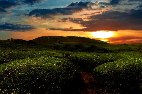 Beautiful sunset in tea plantation. Stock Photos