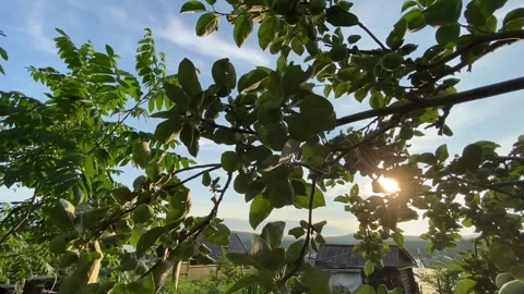 Beautiful Sunset Through Apple Tree Stock Footage 315031598