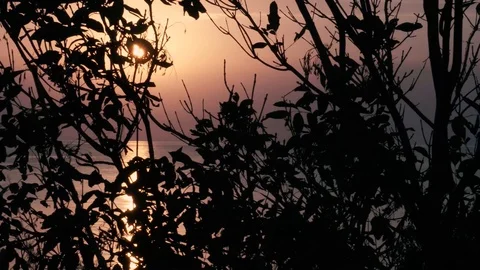 Beautiful sunset through branches and bush over the sea Stock Footage 95035396