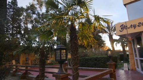 Beautiful Sunset Through the Palm Tree Stock Footage 98141421