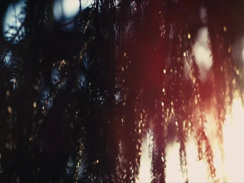 Beautiful sunset through pine branches, shot on RED EPIC Video stock 84910697