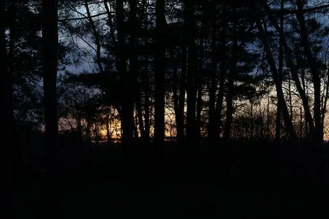 Beautiful sunset through pine trees in Northern Wisconsin Stock Photos