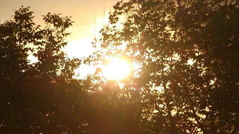 Beautiful sunset through the trees Stock Footage 112145548