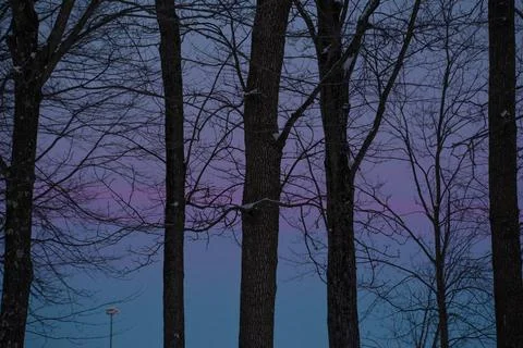 Beautiful Sunset Through the Trees Stock Photos