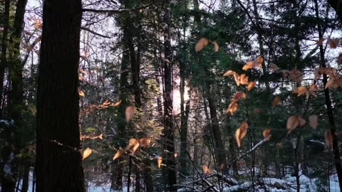 The beautiful sunset through trees in a snowy forest Video stock 138558291