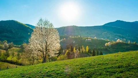 Beautiful sunset timelapse, blooming tree on a hill in rural area landscape Stock Footage 129700492