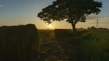 Beautiful sunset timelapse at paddy field. Rolls of paddy straw in paddy field Stock Footage 85533099