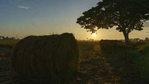 Beautiful sunset timelapse at paddy field. Rolls of paddy straw in paddy field Stock Footage 85533446