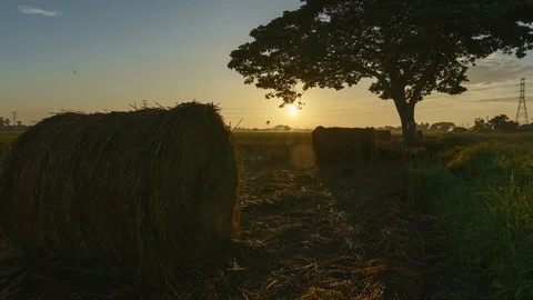 Beautiful sunset timelapse at paddy field. Rolls of paddy straw in paddy field Stock-Footage 85533766
