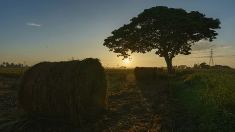 Beautiful sunset timelapse at paddy field. Rolls of paddy straw in paddy field Stock Footage 85534166