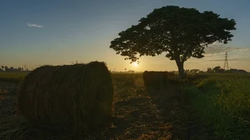 Beautiful sunset timelapse at paddy field. Rolls of paddy straw in paddy field Stock Footage 85534240