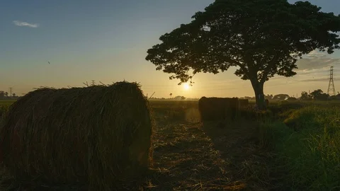 Beautiful sunset timelapse at paddy field. Rolls of paddy straw in paddy field Stock Footage 85534661
