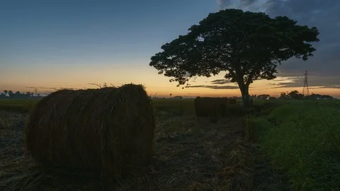 Beautiful sunset timelapse at paddy field. Rolls of paddy straw in paddy field Stock Footage 85534760